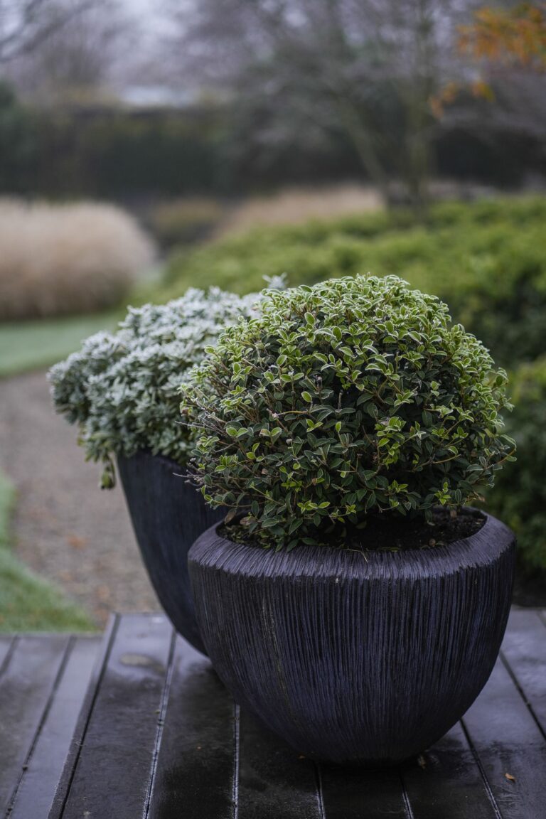 Jos Bouwhuis Tuinen | Luxe moderne tuin