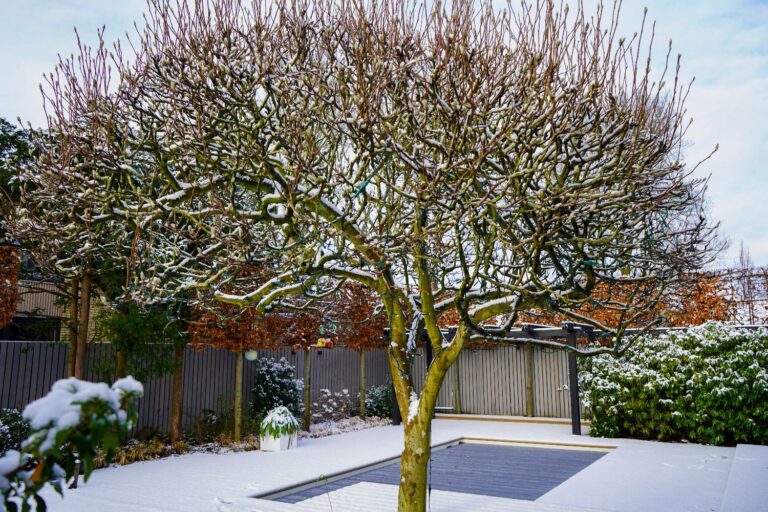 Jos Bouwhuis Tuinen | Moderne tuin met zwembad